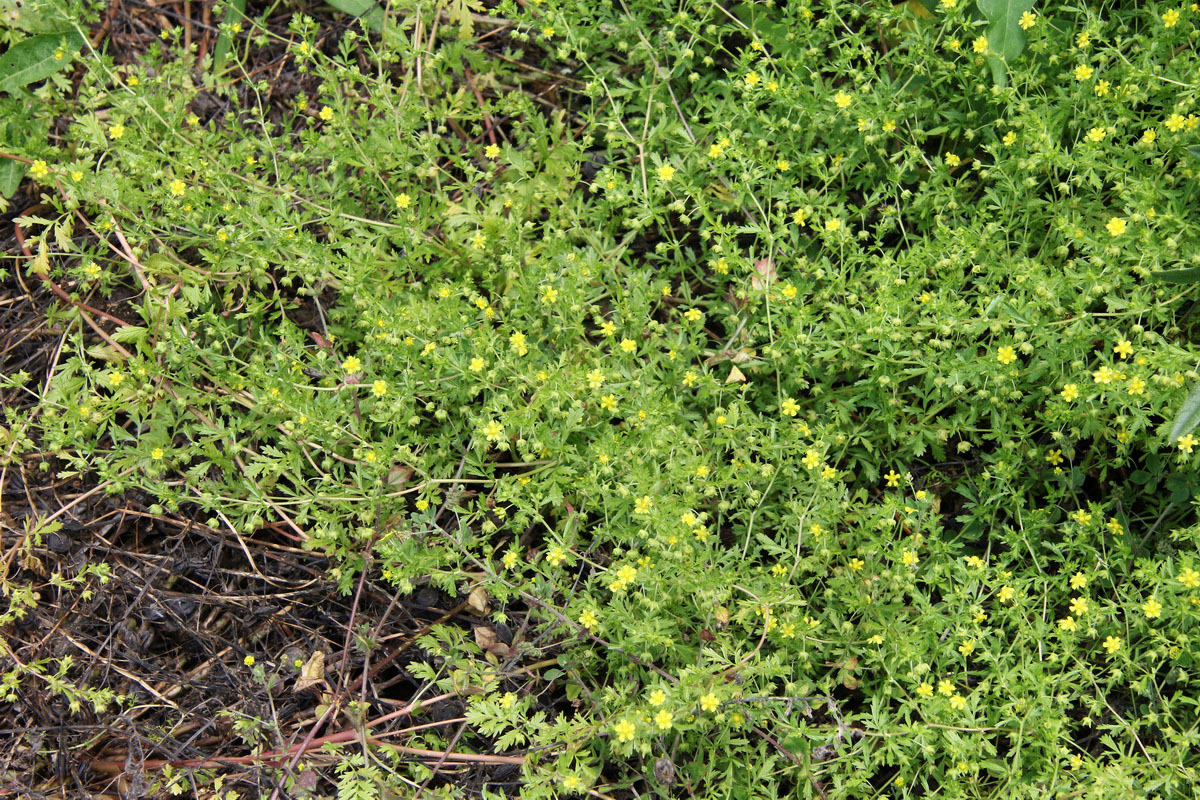 Image of Potentilla supina specimen.