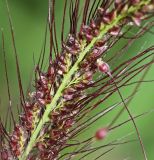 Echinochloa caudata