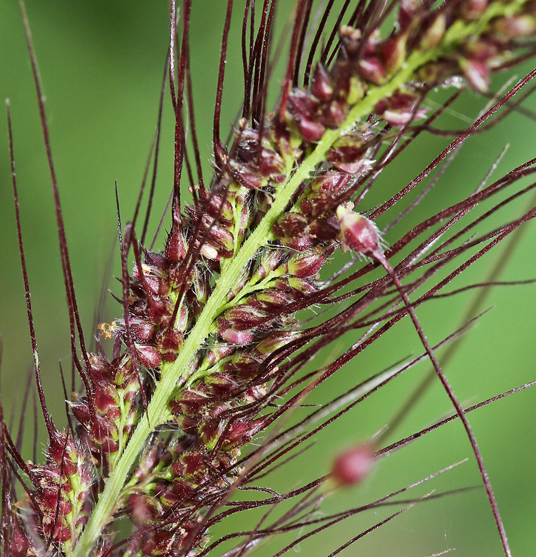 Изображение особи Echinochloa caudata.