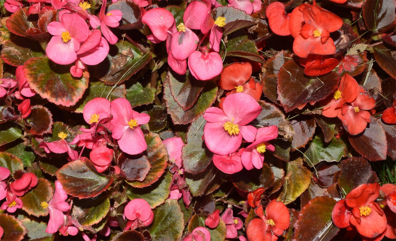 Изображение особи Begonia cucullata.