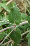 Salvia tesquicola