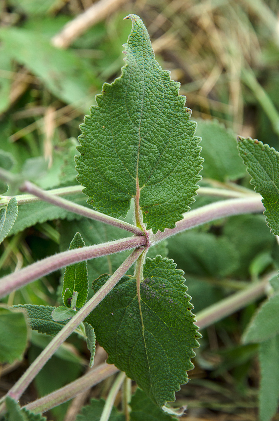 Image of Salvia tesquicola specimen.