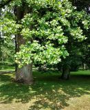 Liriodendron tulipifera. Часть кроны и нижняя часть ствола. ФРГ, земля Баден-Вюртемберг, г. Баден-Баден. Июль.