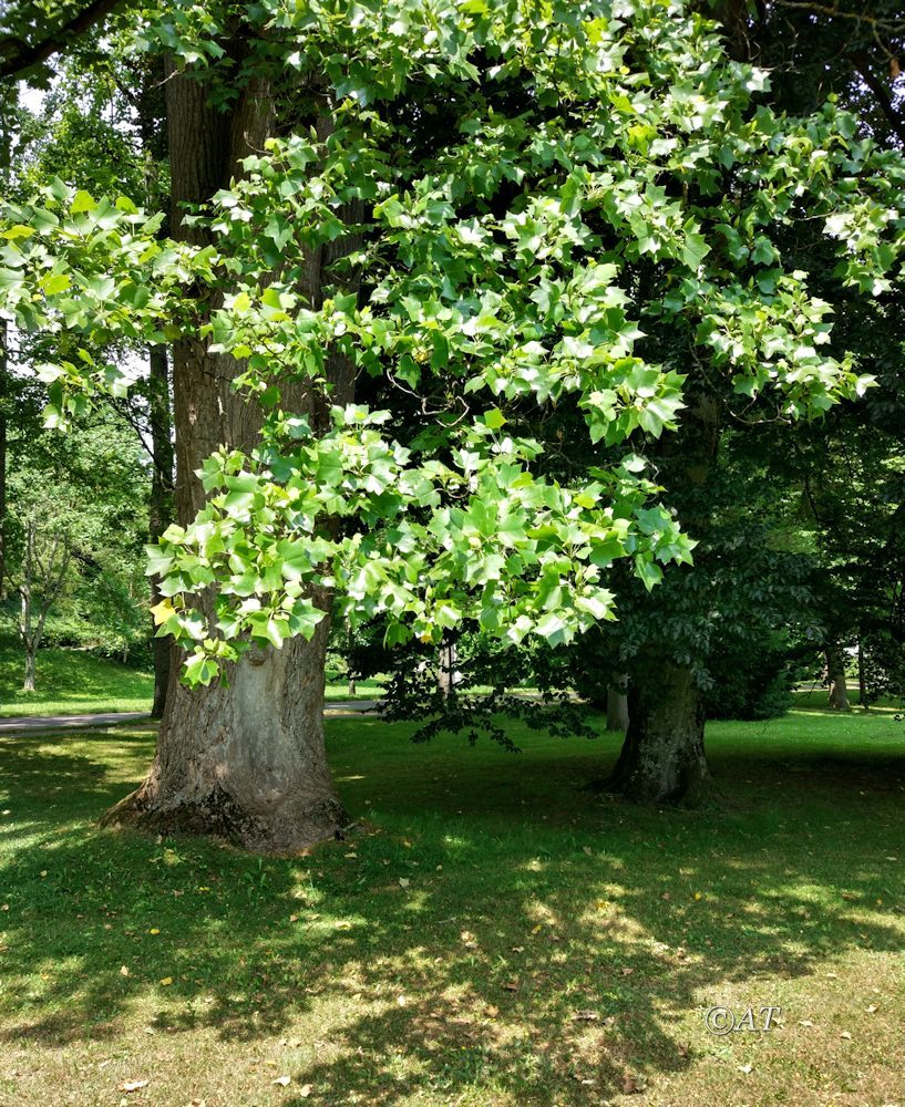 Изображение особи Liriodendron tulipifera.