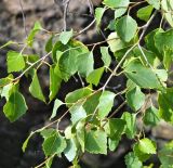 genus Betula. Верхушки веточек. ФРГ, земля Баден-Вюртемберг, окр. г. Баден-Баден, скальный выход на горном склоне. Июль.