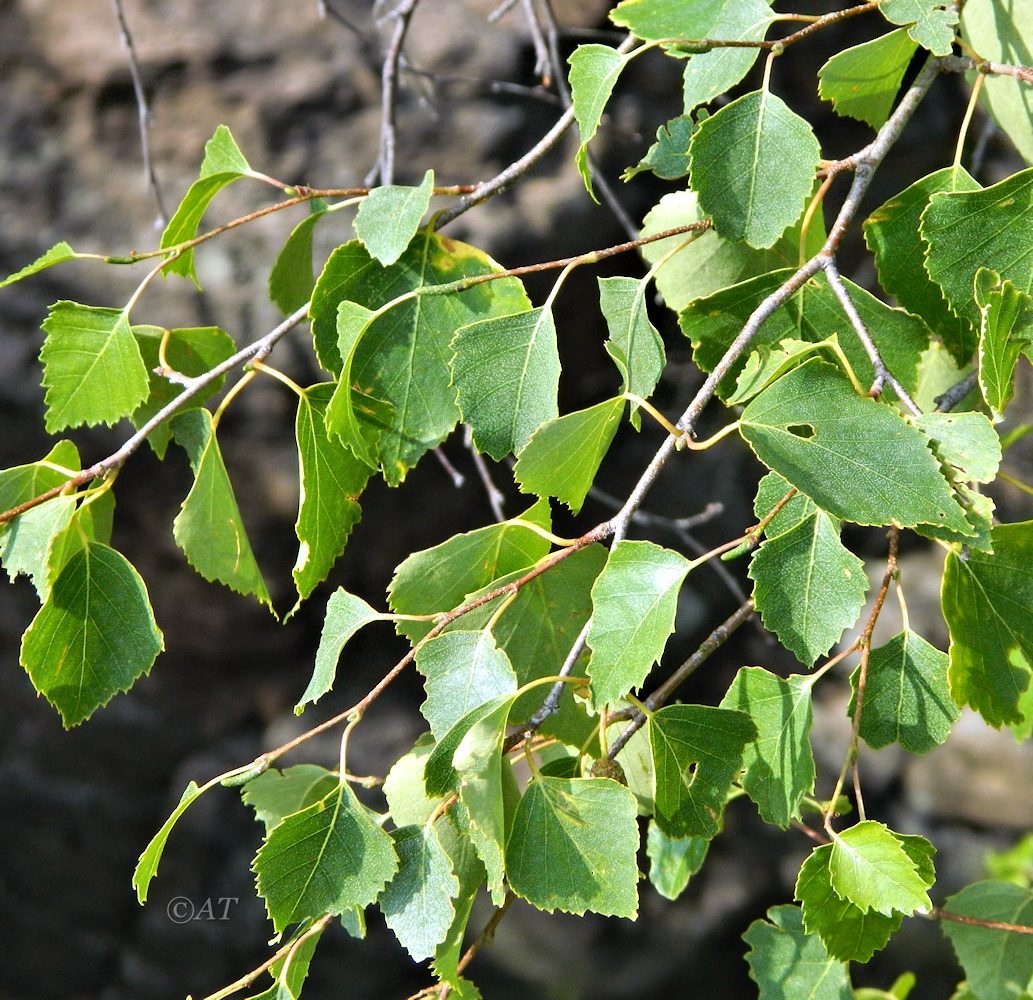 Изображение особи род Betula.