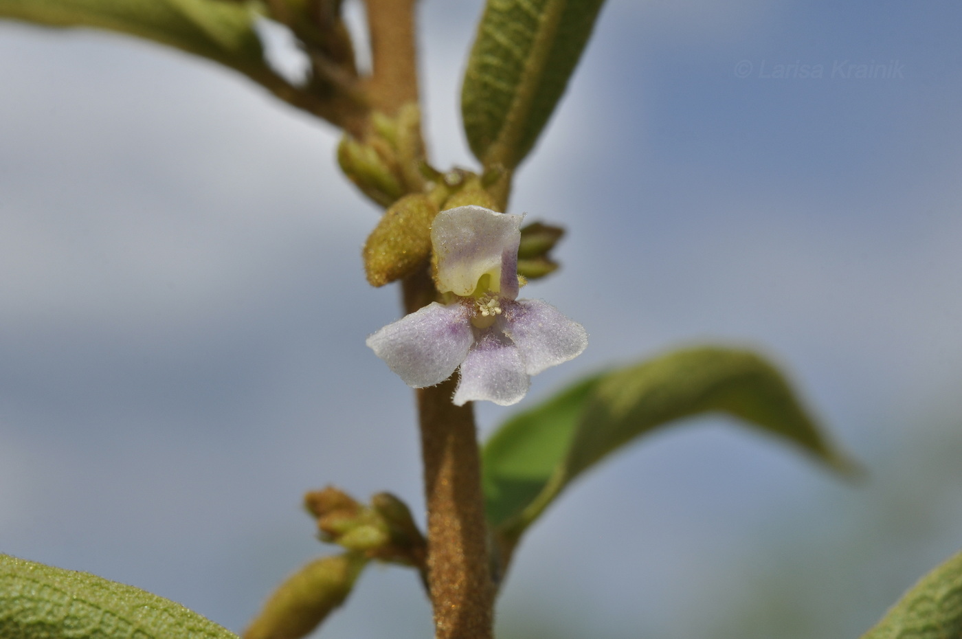 Image of Helicteres angustifolia specimen.