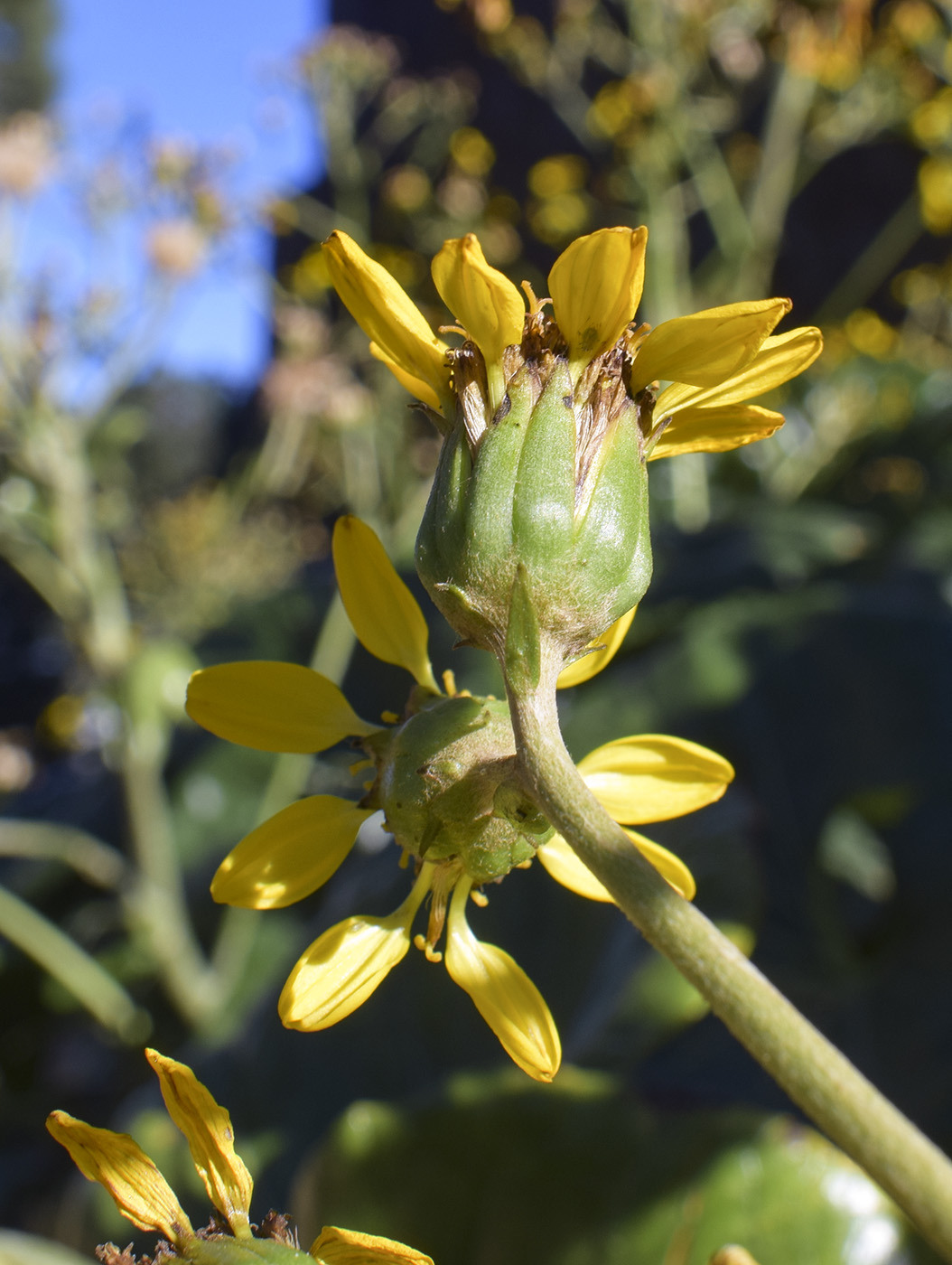 Image of Farfugium japonicum specimen.