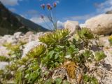 Sedum oppositifolium. Зацветающие растения. Кабардино-Балкария, Черекский р-н, долина реки Псыгансу, ≈ 2400 м н.у.м., донная морена. 30.07.2024.