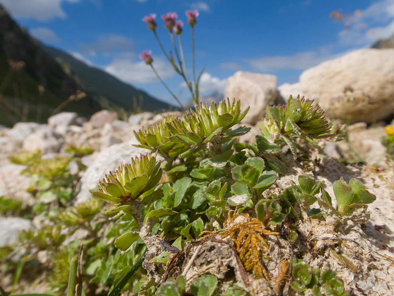 Изображение особи Sedum oppositifolium.