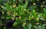 Euonymus japonicus. Верхушка ветви с соцветиями. Китай, провинция Хунань, гора Тяньмэнь, опушка смешанного леса. 09.06.2024.