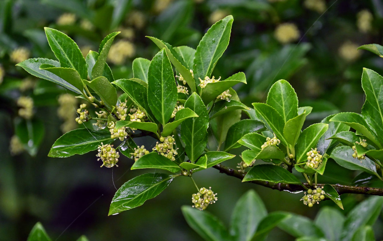 Изображение особи Euonymus japonicus.