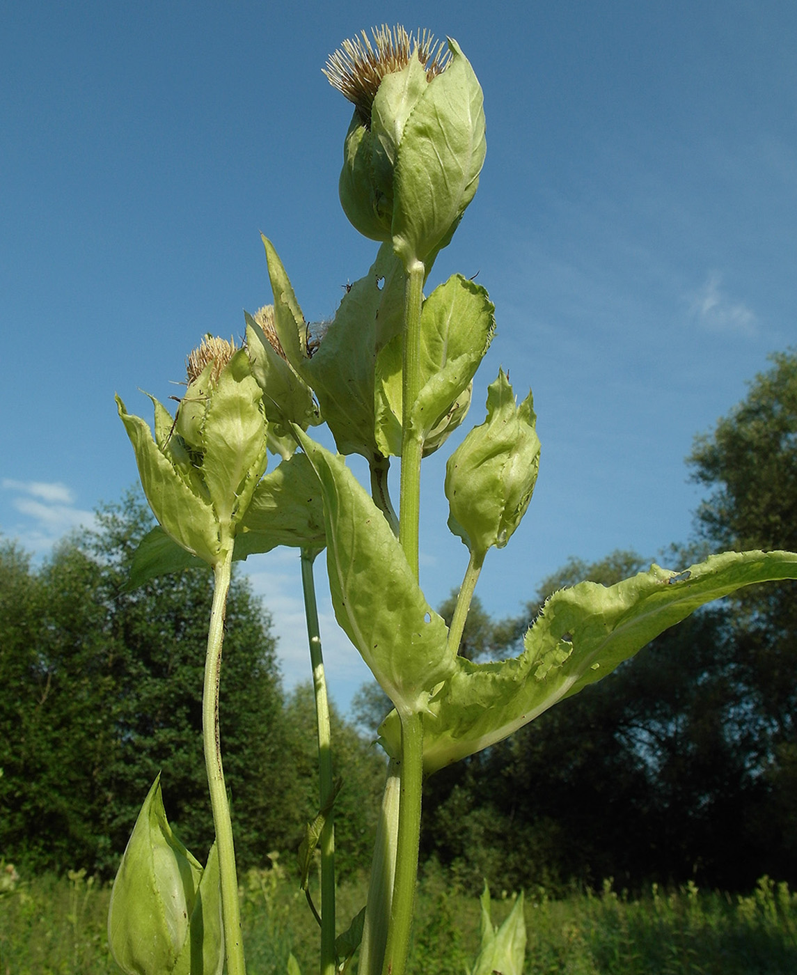 Изображение особи Cirsium oleraceum.