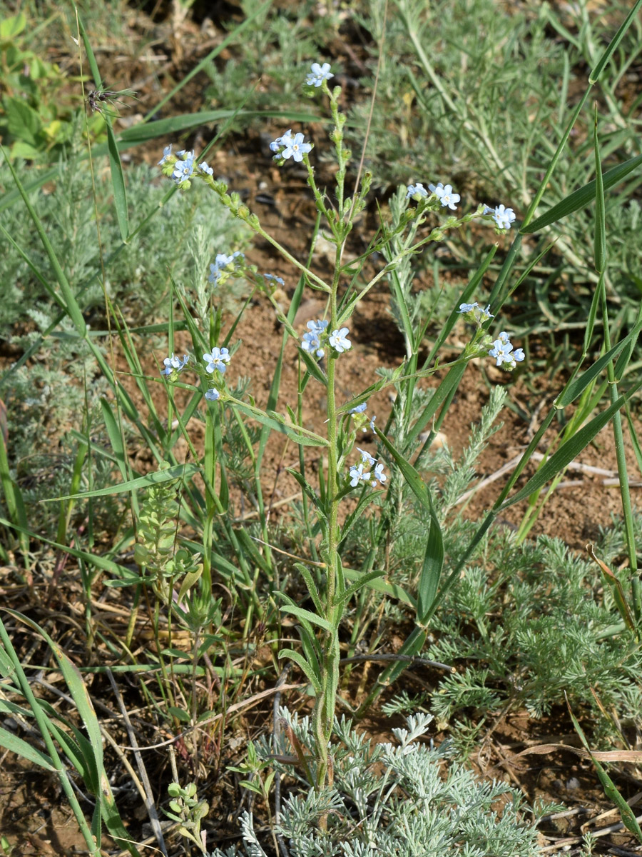 Изображение особи Lappula microcarpa.