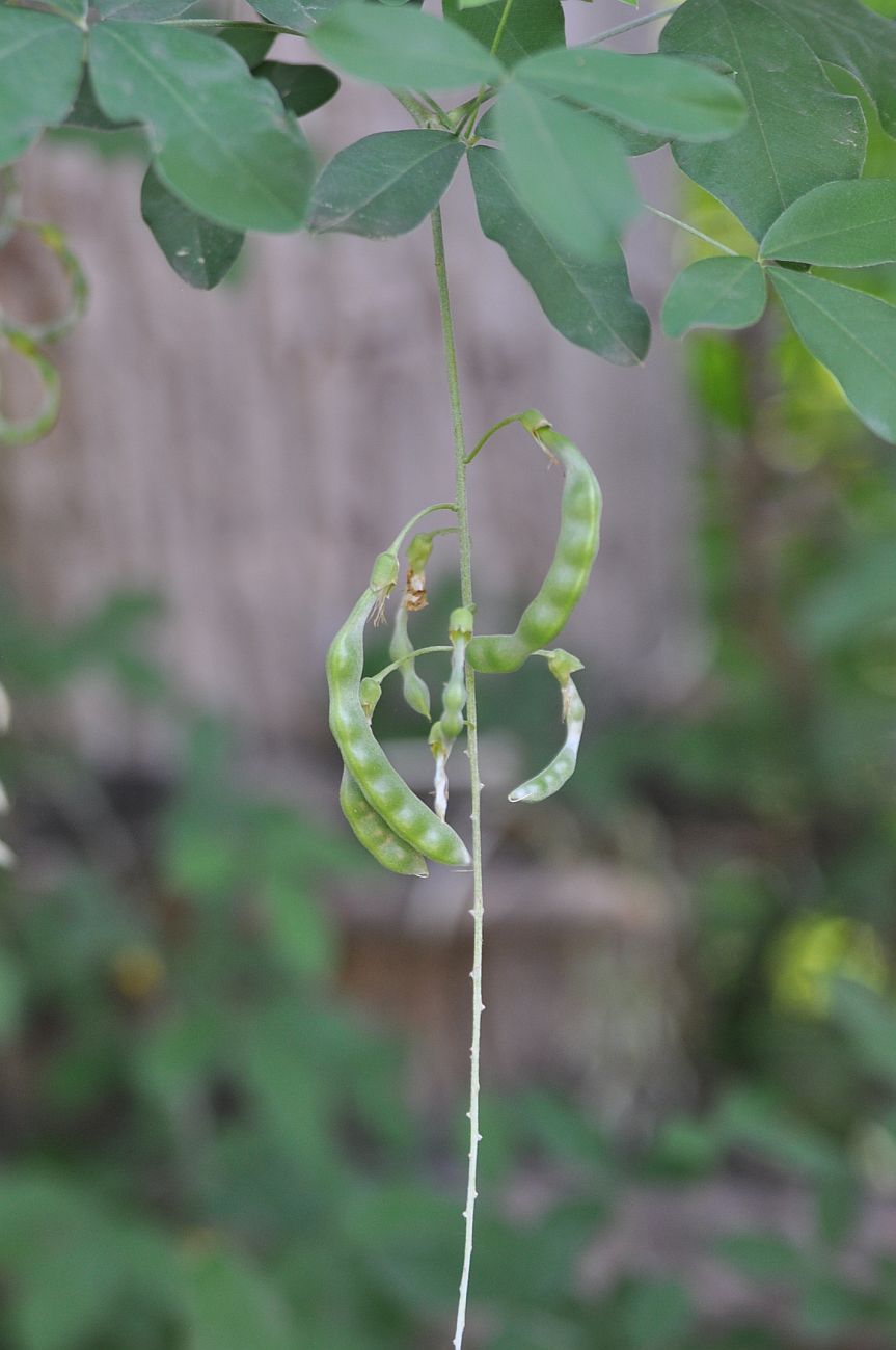 Image of Laburnum anagyroides specimen.