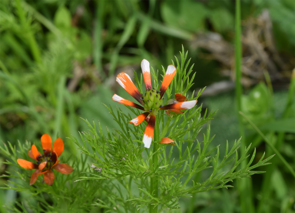 Image of Adonis parviflora specimen.
