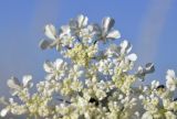 Daucus guttatus. Цветки. Крым, Симферопольский р-н, окр. с. Урожайное, р-н дачного посёлка, нарушенная степь. 31.07.2022.