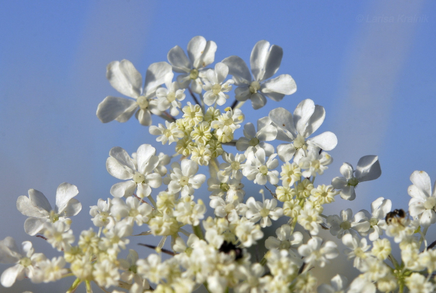 Image of Daucus guttatus specimen.