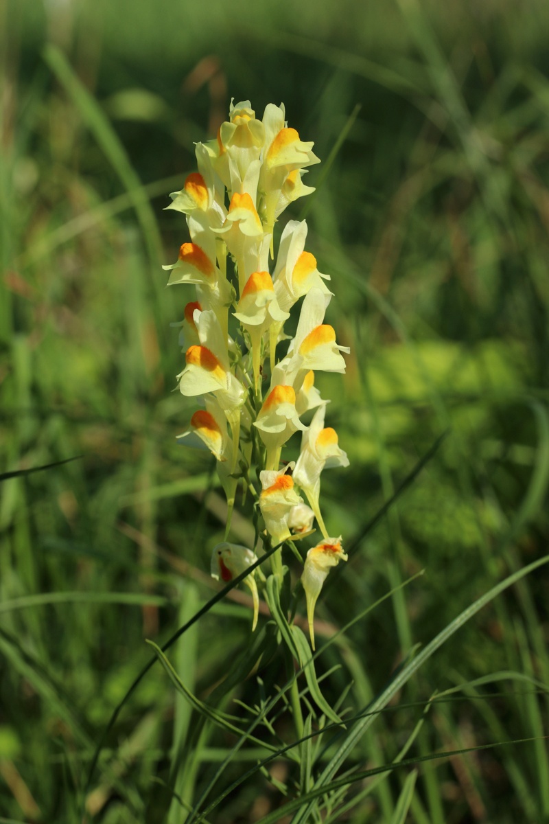 Image of Linaria vulgaris specimen.