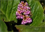 Смотреть изображение Bergenia crassifolia