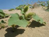 View full-size image Xanthium orientale