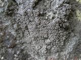 Смотреть изображение Lecanora cenisia