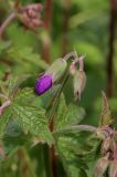 Смотреть изображение Geranium sylvaticum