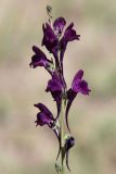 Смотреть изображение Linaria transiliensis