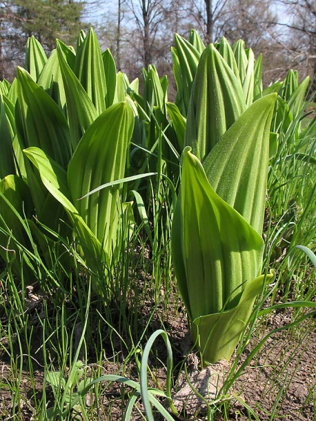 Image of Veratrum lobelianum specimen.