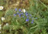 View full-size image Echium vulgare