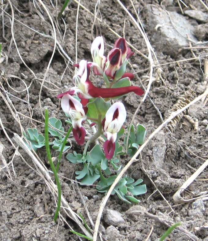 Image of Corydalis persica specimen.