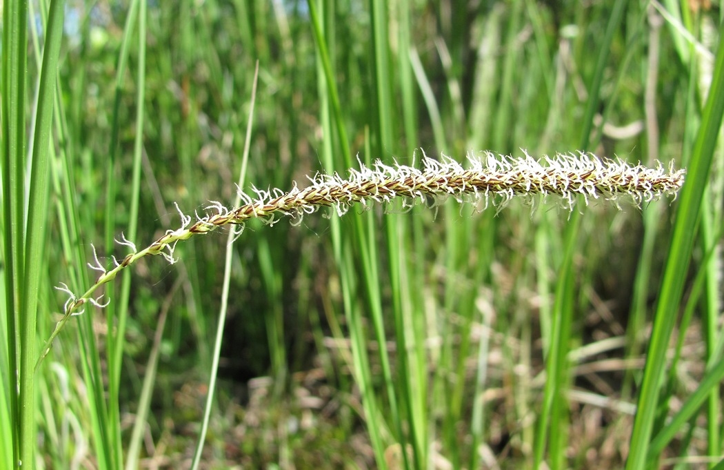 Изображение особи Carex acuta.