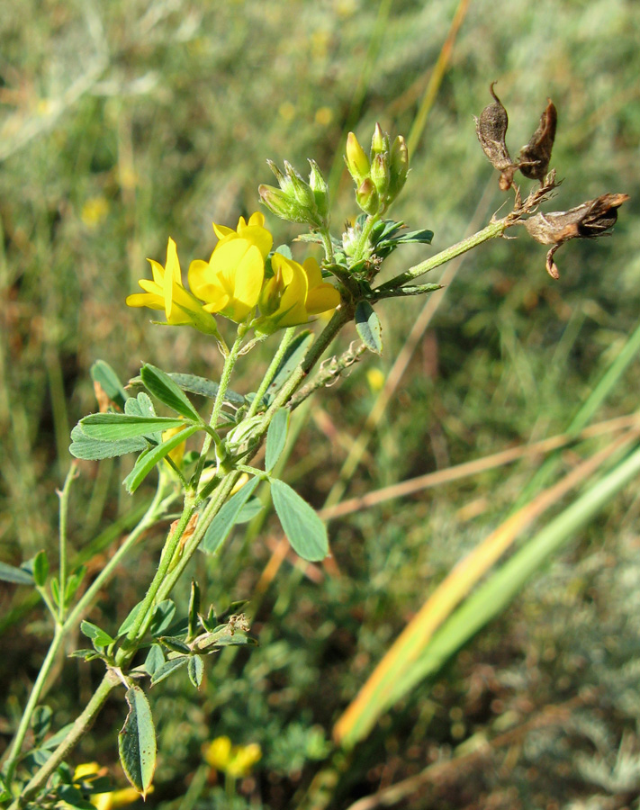 Image of Medicago romanica specimen.