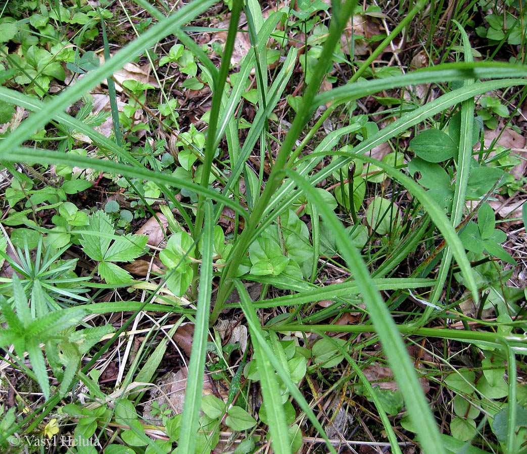 Image of Campanula persicifolia specimen.