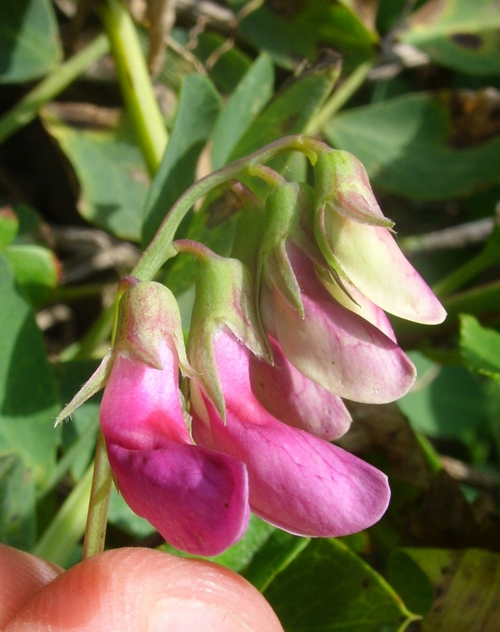 Изображение особи Lathyrus japonicus ssp. maritimus.