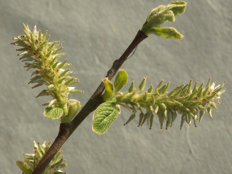 Image of Salix aurita specimen.