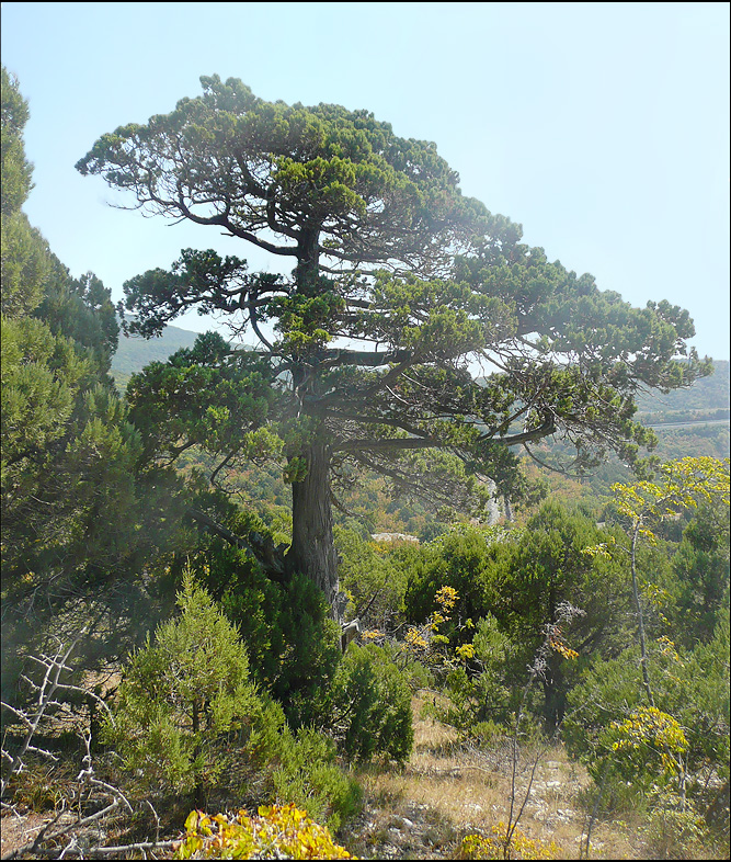 Изображение особи Juniperus excelsa.