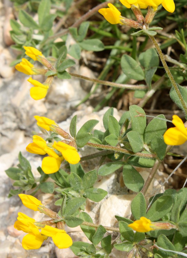 Image of Lotus cytisoides specimen.