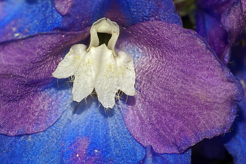 Изображение особи Delphinium &times; phoeniceum.