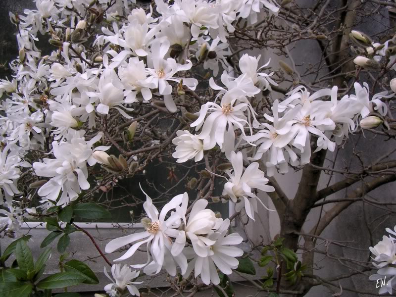 Изображение особи Magnolia stellata.