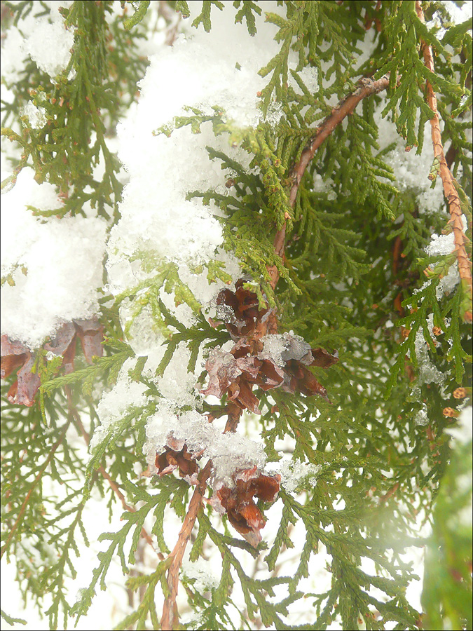 Image of Platycladus orientalis specimen.