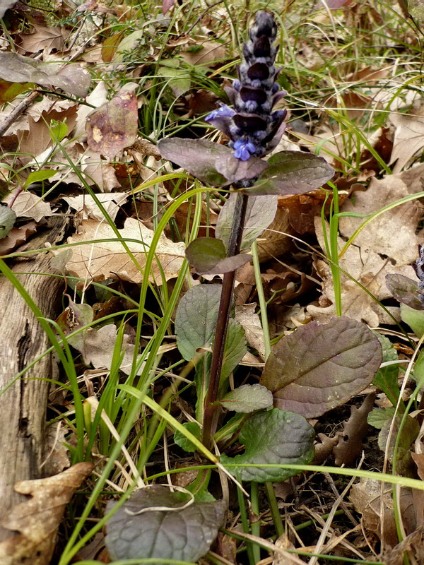 Image of Ajuga reptans specimen.