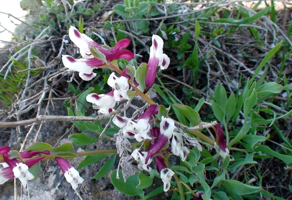 Изображение особи Corydalis erdelii.