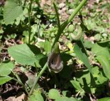 Aristolochia iberica