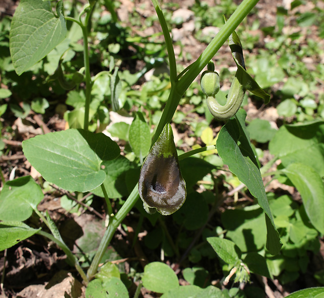 Изображение особи Aristolochia iberica.