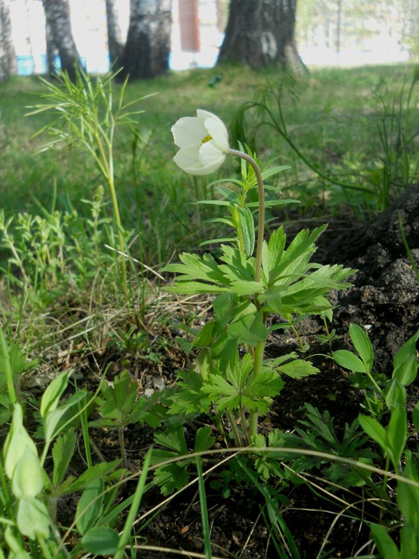 Изображение особи Anemone sylvestris.