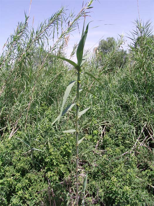 Image of Arundo donax specimen.