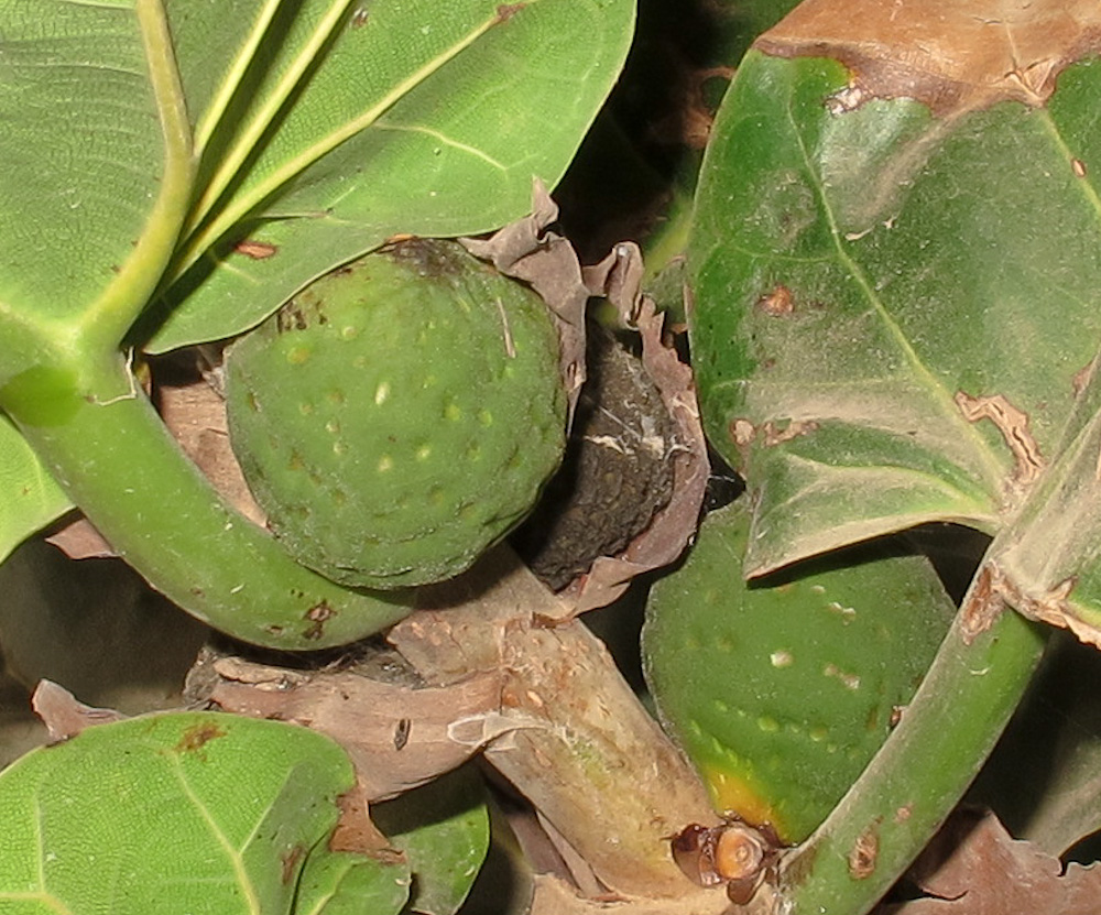 Изображение особи Ficus lyrata.