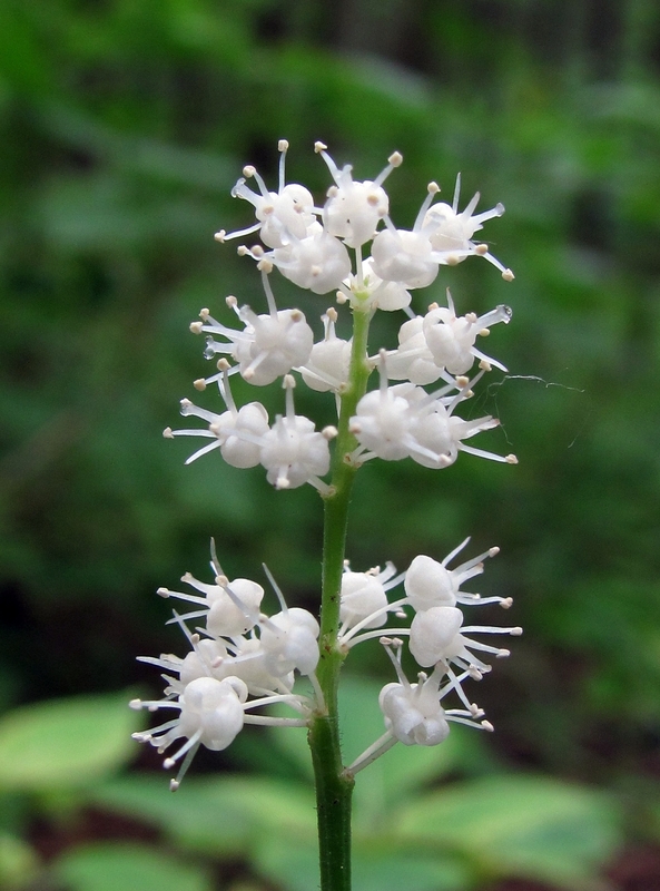 Изображение особи Maianthemum bifolium.