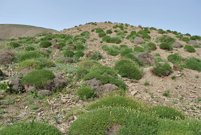 Image of Astragalus hohenackeri specimen.